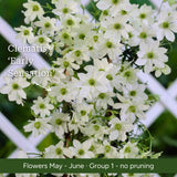 The Clematis Gift Gift Option