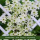 The Clematis Gift Gift Option