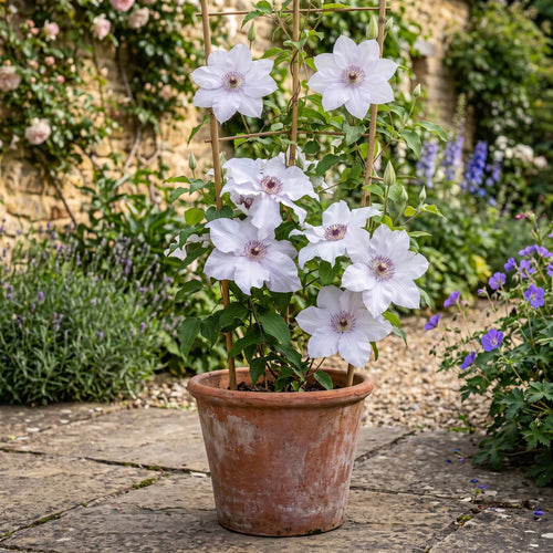 Raymond Evison Clematis 'Eliza' Climbing Plants