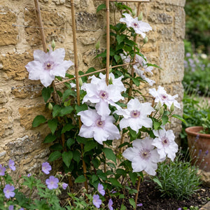 Raymond Evison Clematis 'Eliza' Climbing Plants