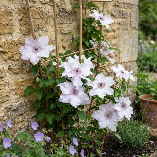 Raymond Evison Clematis 'Eliza' Climbing Plants
