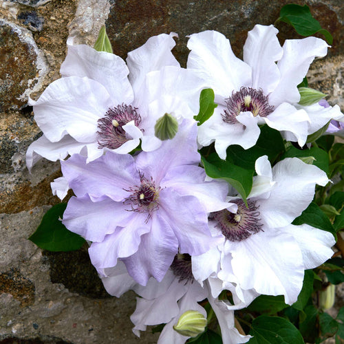 Clematis 'Eliza' Climbing Plants