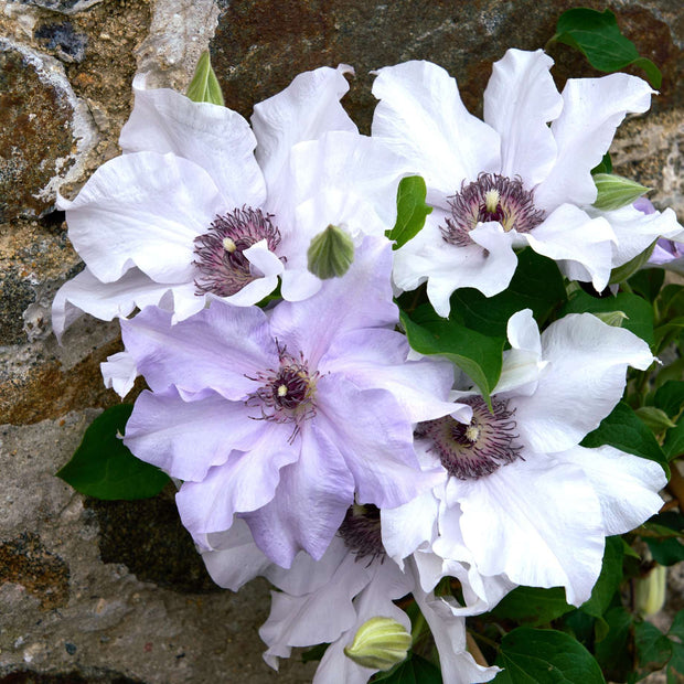 Clematis 'Eliza' Climbing Plants