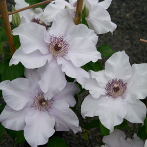 Clematis 'Eliza' Climbing Plants