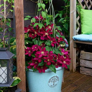 Clematis 'Elpis' Climbing Plants