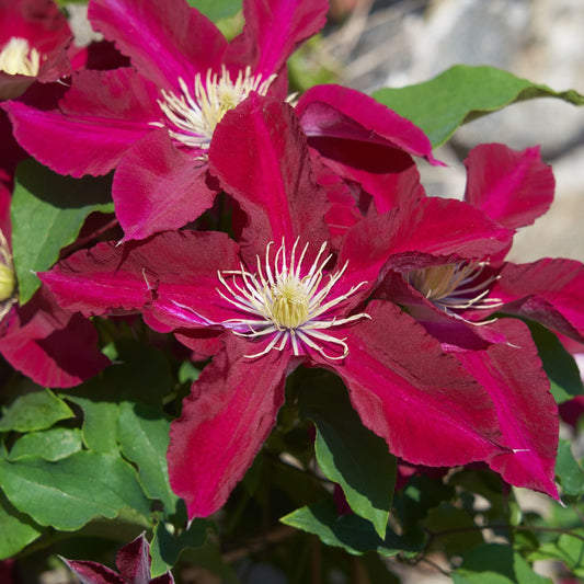 Clematis 'Elpis' Climbing Plants