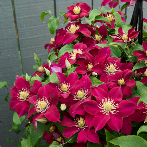 Clematis 'Elpis' Climbing Plants