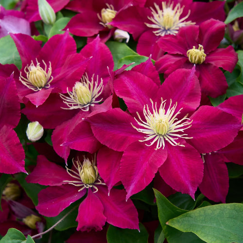 Clematis 'Elpis' Climbing Plants