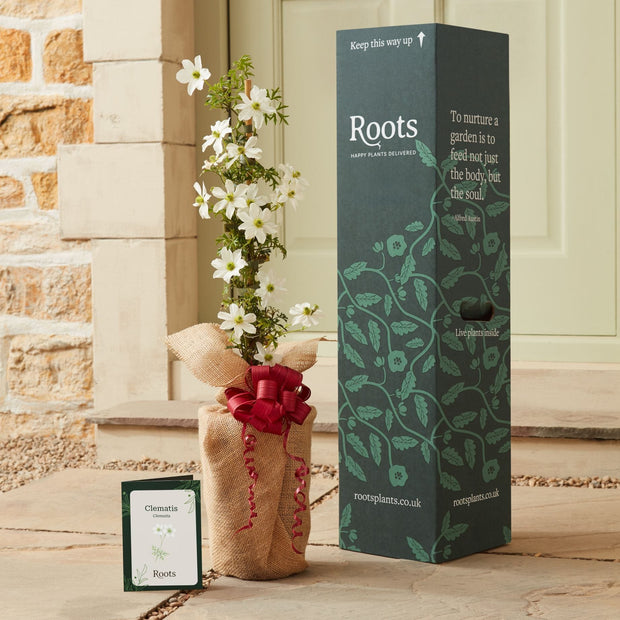 The Clematis Gift Gift Option