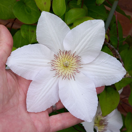 Clematis 'Guernsey Flute' Climbing Plants