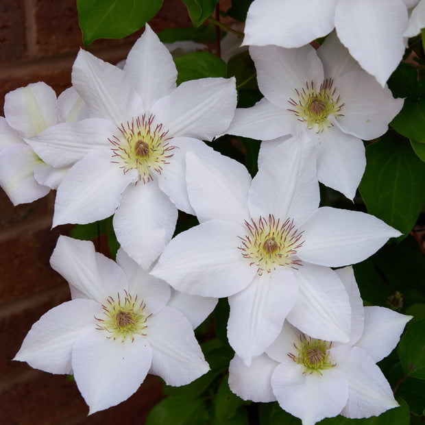 Clematis 'Guernsey Flute' Climbing Plants