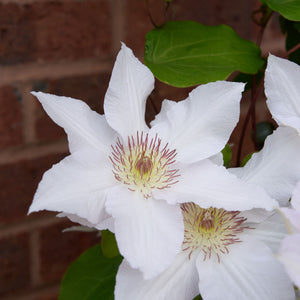 Clematis 'Guernsey Flute' Climbing Plants