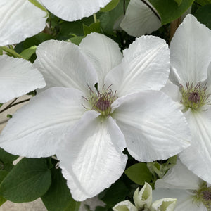 Clematis 'Guernsey Flute' Climbing Plants