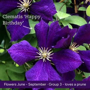 The Clematis Gift Gift Option
