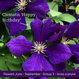 The Clematis Gift Gift Option