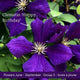 The Clematis Gift Gift Option