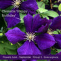 The Clematis Gift Gift Option