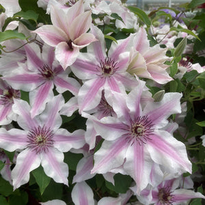 Clematis 'Ithemba' Climbing Plants
