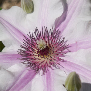 Clematis 'Ithemba' Climbing Plants
