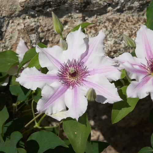 Clematis 'Ithemba' Climbing Plants