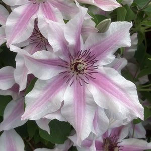 Clematis 'Ithemba' Climbing Plants
