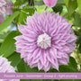 The Clematis Gift Gift Option