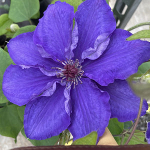 Clematis 'Lindsay' Climbing Plants