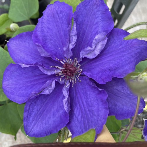 Clematis 'Lindsay' Climbing Plants