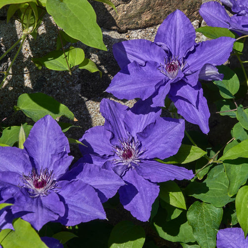 Clematis 'Lindsay' Climbing Plants