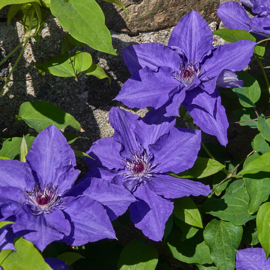 Clematis 'Lindsay' Climbing Plants