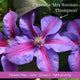 The Clematis Gift Gift Option