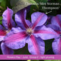 The Clematis Gift Gift Option