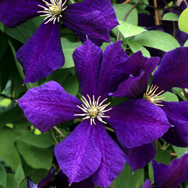 Clematis 'Romantika' Climbing Plants