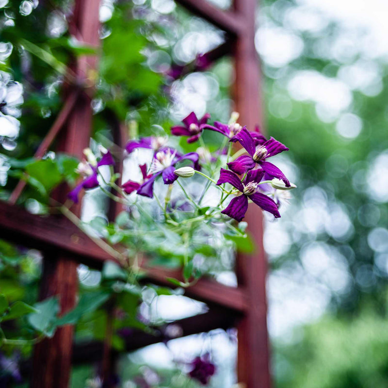 Clematis 'Sweet Summer Love' Climbing Plants