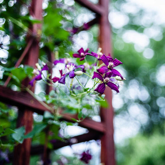 Clematis 'Sweet Summer Love' Climbing Plants