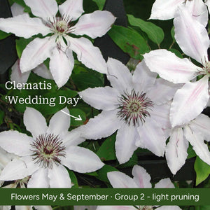 The Clematis Gift Gift Option