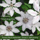 The Clematis Gift Gift Option