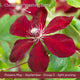 The Clematis Gift Gift Option