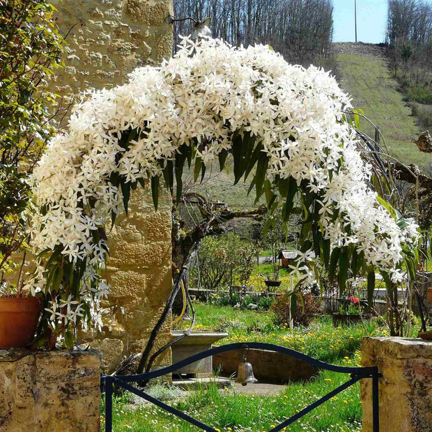 Evergreen Clematis | Clematis armandii Climbing Plants