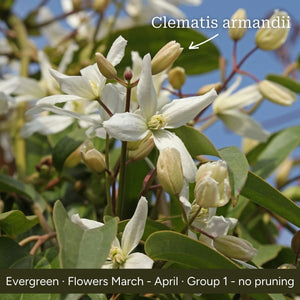The Clematis Gift Gift Option