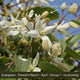 The Clematis Gift Gift Option
