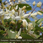 The Clematis Gift Gift Option