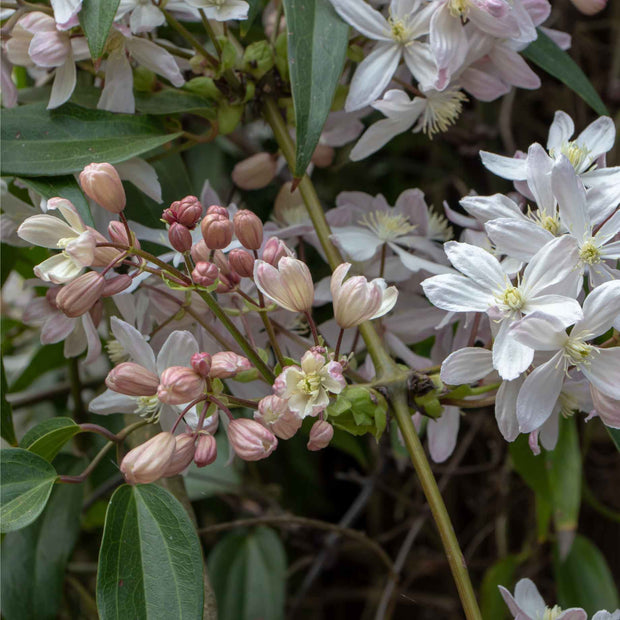 Evergreen Clematis | Clematis armandii 'Hendersonii Rubra' Climbing Plants