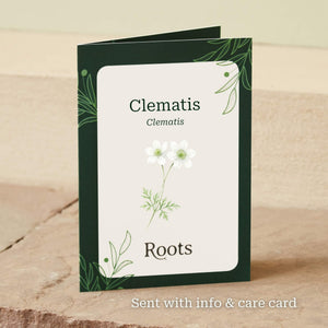The Clematis Gift Gift Option