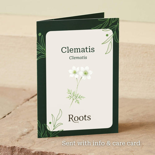 The Clematis Gift Gift Option
