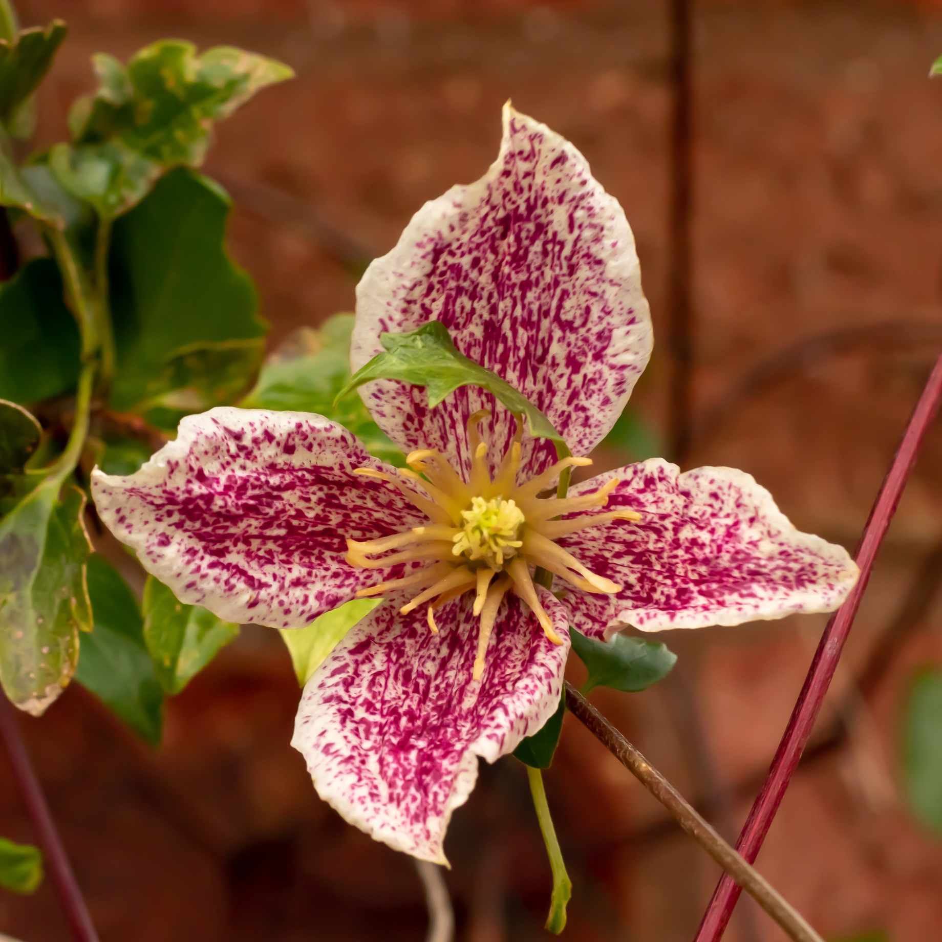 Clematis cirrhosa 'Freckles'