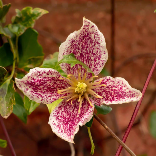 Clematis cirrhosa 'Freckles' Climbing Plants
