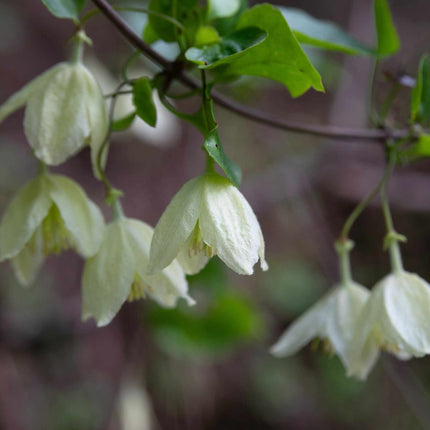 Clematis cirrhosa 'Jingle Bells' Climbing Plants