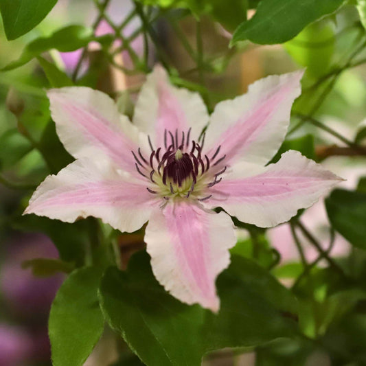 Raymond Evison Clematis 'Ithemba' Climbing Plants