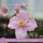The Clematis Gift Gift Option